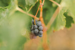 We're Certified with Sustainable Winegrowing Australia!